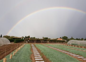 17/10/2012 טרילותרפיה